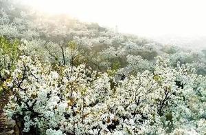 Tai An City, Daiyue District, Xia Zhang Town: The Abundant Bloom of Pear Blossoms Awakens the Spring Light