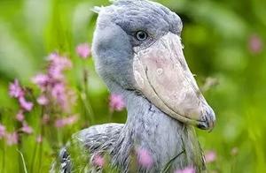 Animal Shoebill Stork