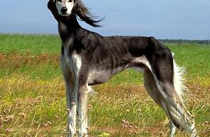 Why Are So Few People Raise the Chinese Dog 'Xiao Tian' ()? Here Are 5 Reasons!