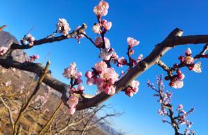 Haidian 4000 Mu Apricot Blossoms Bloom Early, Inviting You to Enjoy Online Viewing