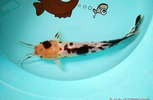 Economic Fish as Ornamental Fish: The Mud Catfish's Luxurious Life