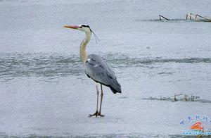 The Grade II National Protected Animal Black-Crowned Heron Appears at the Sunan County Huiyu Scenic Resort