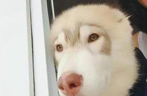 As the Husky Grows, It Becomes More Strange; Its Face Shape Is Like a Monkey, And Its Behavior Is Abnormal