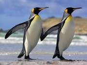 Why are Males More Attractive than Females in Nature?
