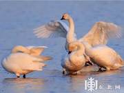 Ruohe Usuri National Wetland Park Welcomes First Group of Large Swans
