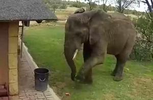 Elephants Attempt to Pick Up Objects with Their Noses and Feet, Leading to Reflection on Their True Purpose