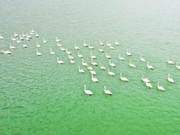 White Swans Dancing in Dongchuang Mouth