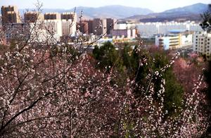 Qing Shui County: Peaches in Bloom, Willows in Green