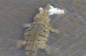 What exactly did the crocodile see that made it turn and flee?