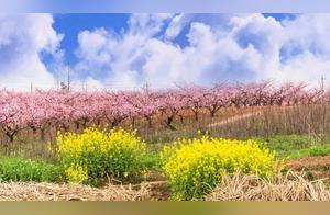 Ten Thousand Acres of Oilseed Flower and Peach Blossoms are Beautiful! Self-Driving Spring Scenery Tour in Chuzhou, Featuring the Most Stunning Flower Sea in Zhujiao
