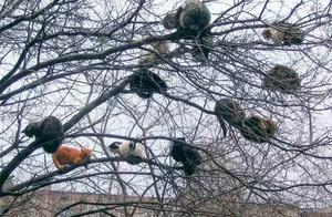 As everyone knows, cats grow on trees?