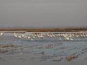 Coordinates – Hanting Na'er Nature Reserve: Welcomes Nearly 10,000 Migratory Waterbirds