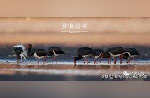 Qin Yuan Becomes an Ideal Habitat for the Nationally Protected Black-Necked Crane