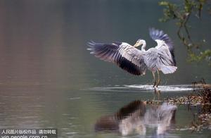 Guiyang, Guizhou: Herons Welcome the Spring Festival
