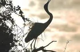 Egrets' Kingdom in Spring