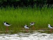 Rare Water Bird ‘Red-Legged Lady’ Appears in Yingcheng