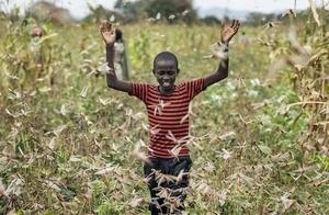 Where locusts go, not a single blade of grass remains; fierce bombardment, seeing green means eating—are locusts really that terrifying?