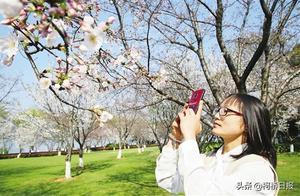 Guaizhu Lake Cherry Blossoms in Bloom