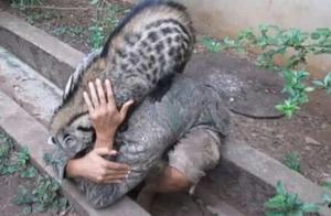 Turned into Pets in China, the Most Ferocious Animals in Australia, Government Spends $180 Billion to Eliminate Them
