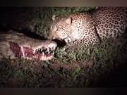 Heart-stopping! Mother African Leopard Steals Gazelle Meat from Sleeping Crocodile's Mouth