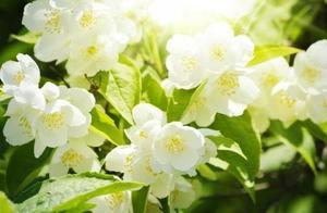 May Our Hearts Remain Ever Blooming