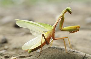 Praying Mantis