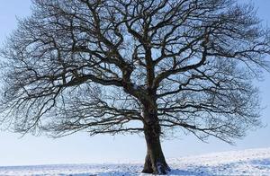 Psychology: Which tree do you think is the most upright? Find out when you'll end your single life