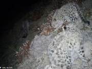 Rare! Four Snow Leopards Spotted Together