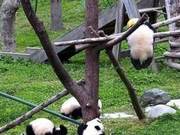 China Giant Panda Center Responds to Cub Suffocation Death: 'Never Seen This Before,' Will Conduct Thorough Investigation of Hazards