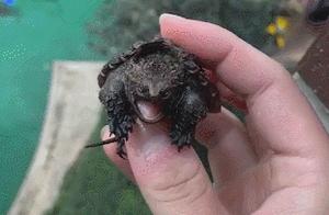 The Owner Wants to Entertain the Crocodile, But the Crocodile Gets Upset When the Owner Sticks Out Their Thumb!