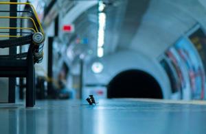 London Subway Station Rats ‘Fight’ for Bread, Photo Wins Wildlife Photographer Award