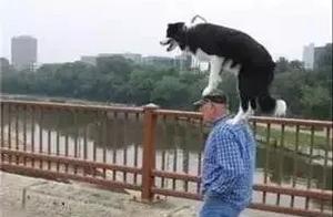 After Seeing This, Would You Still Want to Raise a Border Collie?