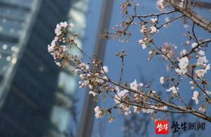 Yangtze Evening News Presents Romantic Rooftop ‘Cherry Blossom Festival,’ ‘Cherry Blossom Ambassador’ Xiao Hong Cong Offers Exclusive Benefits