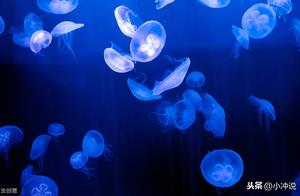 Unlike Sea Cucumbers, the 'Temporary' Anus of the Amazing Comb Jelly Subverts Human Cognition