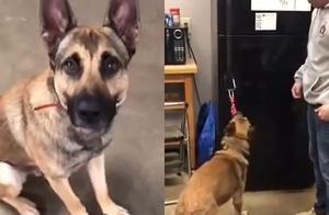 Service Dog Falls Out of Class While Wheelchair, Entire Refrigerator Dragged Away