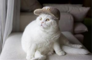Japanese Couple Makes Hats from Cat Hair – They Even Made Them Cute!