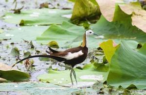 Wuhan Revival! This Spring, Come to Guanggu to Listen to the Echoes of Birds