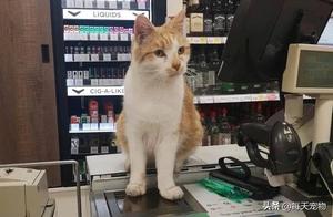 After a Cat Was Banned from Entering the Supermarket, Thousands of Customers Protested: 'Unless the ‘Cat Manager’ Returns!'