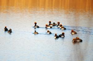 Spring Arrives! Large Numbers of Migratory Birds Arrive in a Region of Inner Mongolia
