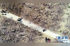 Hebei Jilu: Apricot Blossoms Blooming, Enjoying Spring