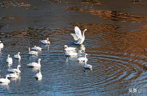 Wild White Swans Spotted Near City of Yongquan, Yuelu County