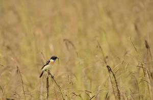Hainan Qionghai: Birds and Grasslands Playfully Dancing