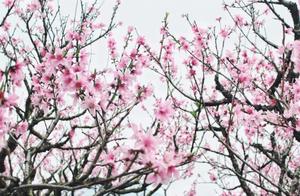 To Experience the Vibrant Peach Blossom Scenery, Visit Ningde – Fuzhou and Gutian as Key ‘Peach Blossom Villages’