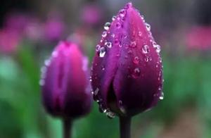 Daily Spring Flowers | Purple Jade Irises: A Full Garden of Delicate Charm and Vibrant Purple, Thousands of Branches Embroidered with Brilliant Spring Colors