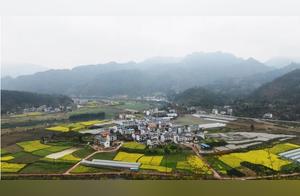 Ceng Gong County: Ten Miles of Blooming Rapeseed Flowers Captivate the Senses
