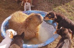 The Friendly Giant—Capybara