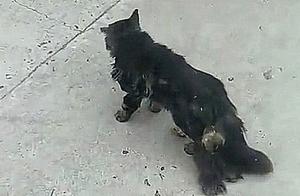 Encountering a Strange Stray Cat with Three Tails – A Camera Reveals the Mystery