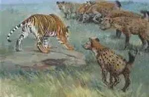 What Will Happen If 100 Siberian Tigers Are Placed on the African Savanna in 100 Years?