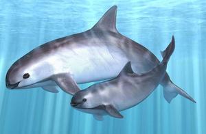 Little Head Dolphin