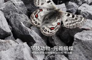 Encyclopedia of Biodiversity: Head of State Silkmoth – A Cool ‘Flower Thief’ on Lushui Beach